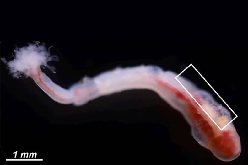 Phoronis embryolabi. The frame highlights the area where the gonads are located